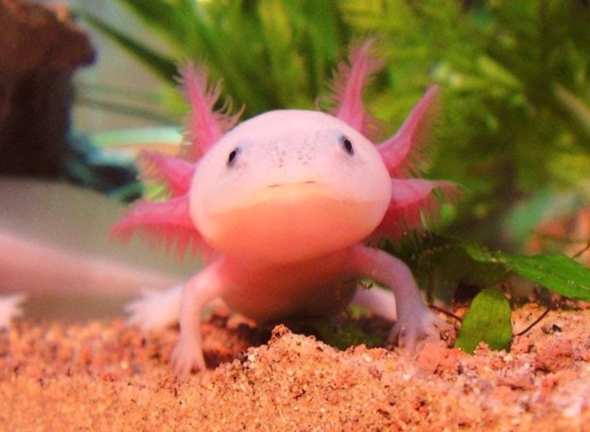 Мексиканская саламандра аксолотль
