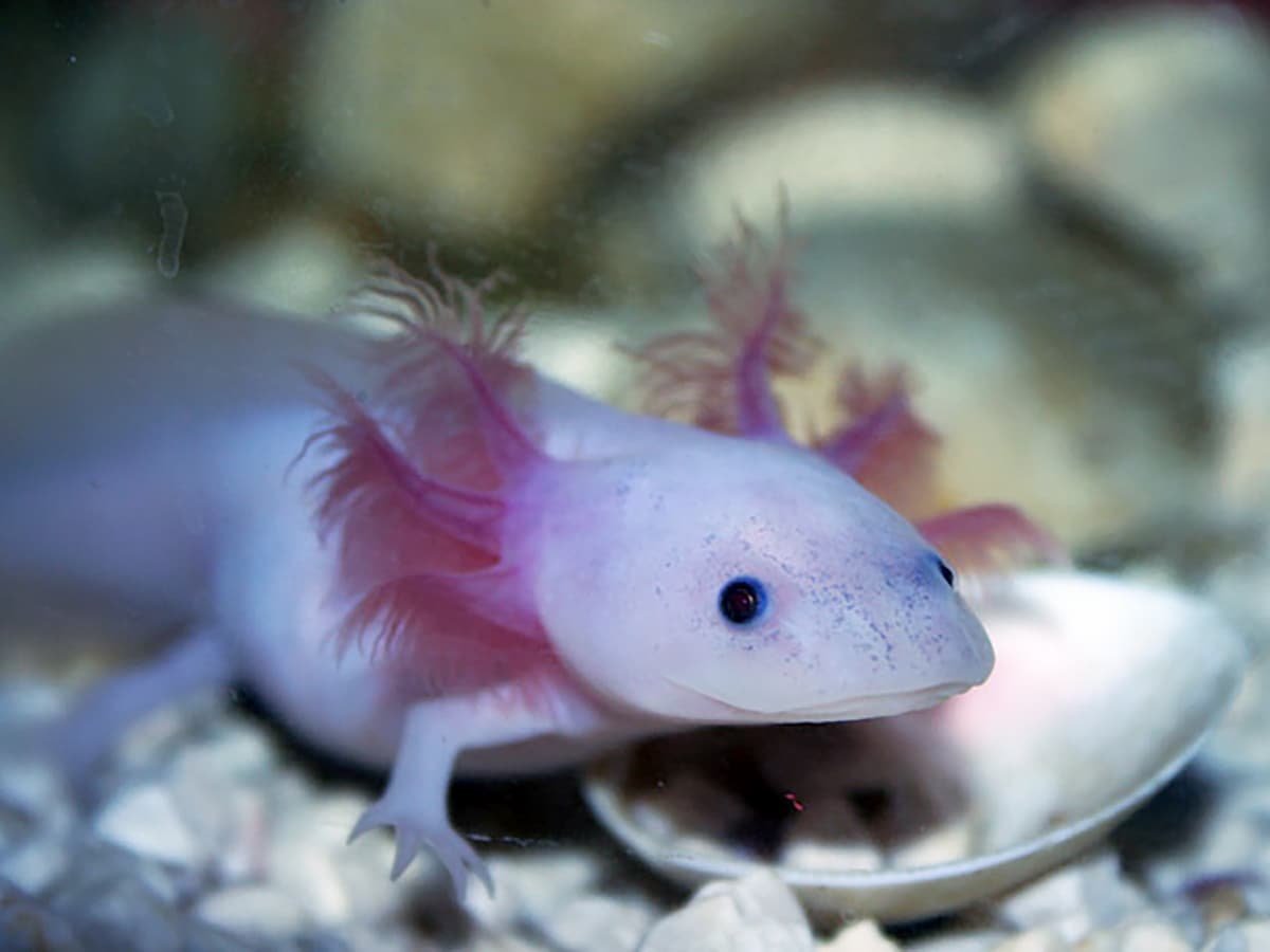 Аксолотль золотой