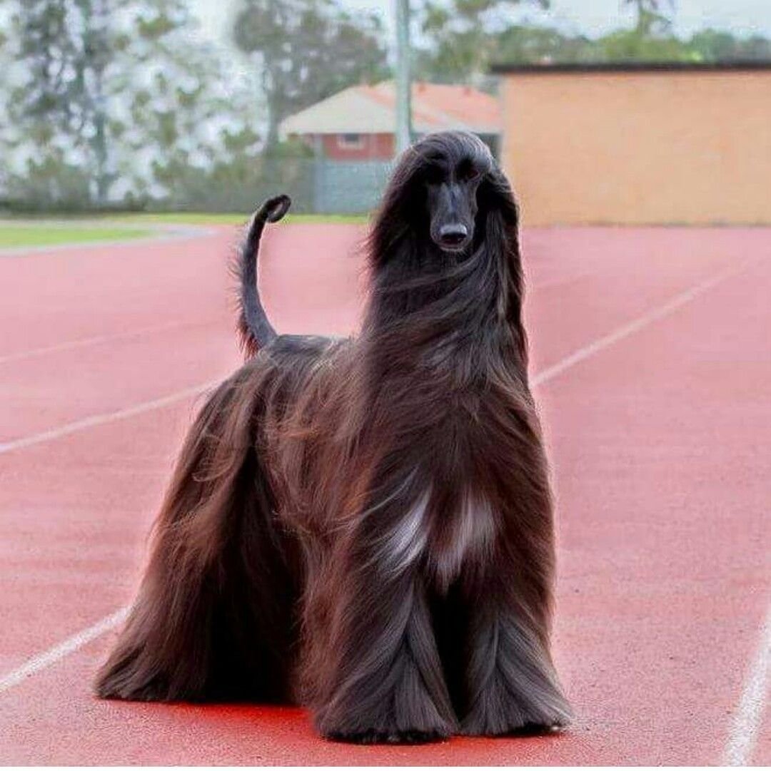 Афганская борзая темная