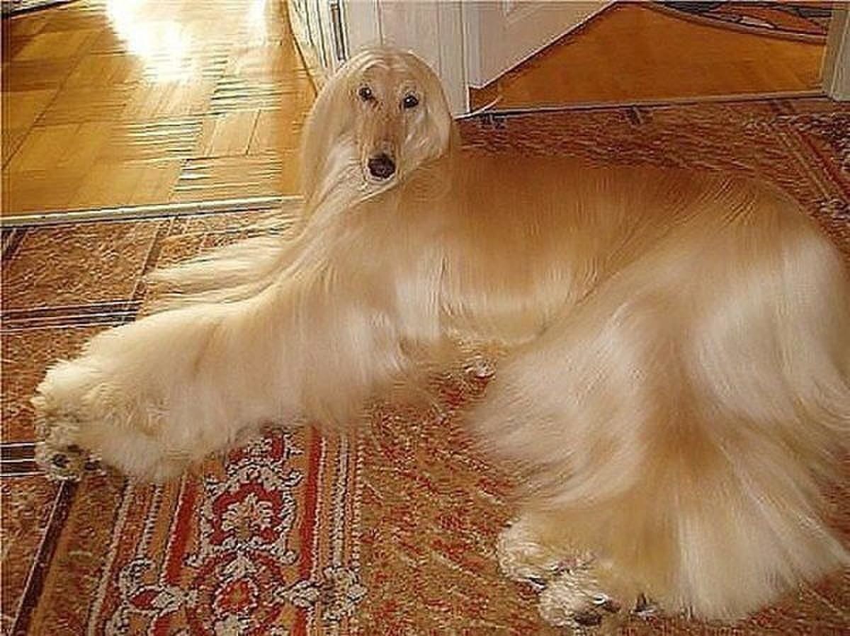 Афганская борзая рыжая