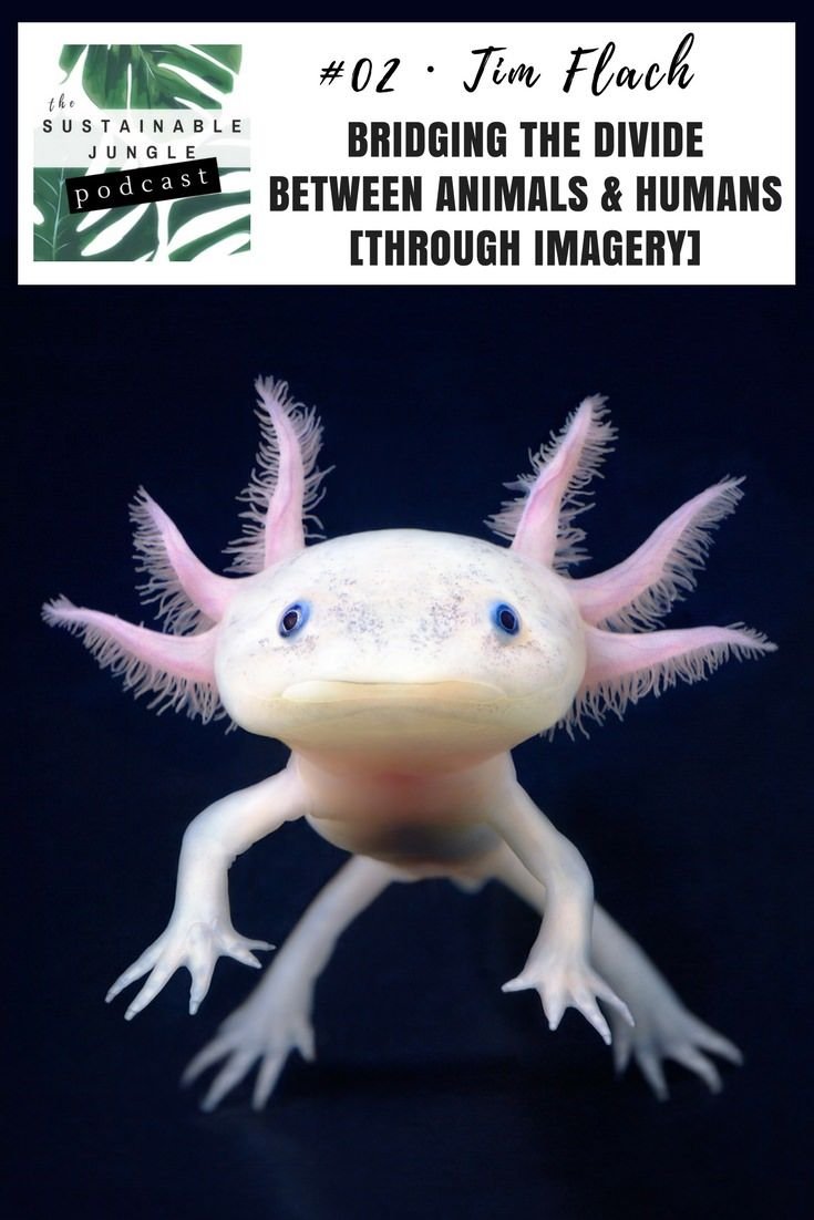 Аксолотль личинка амбистомы