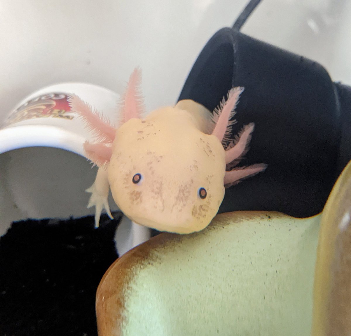 Мексиканская саламандра аксолотль