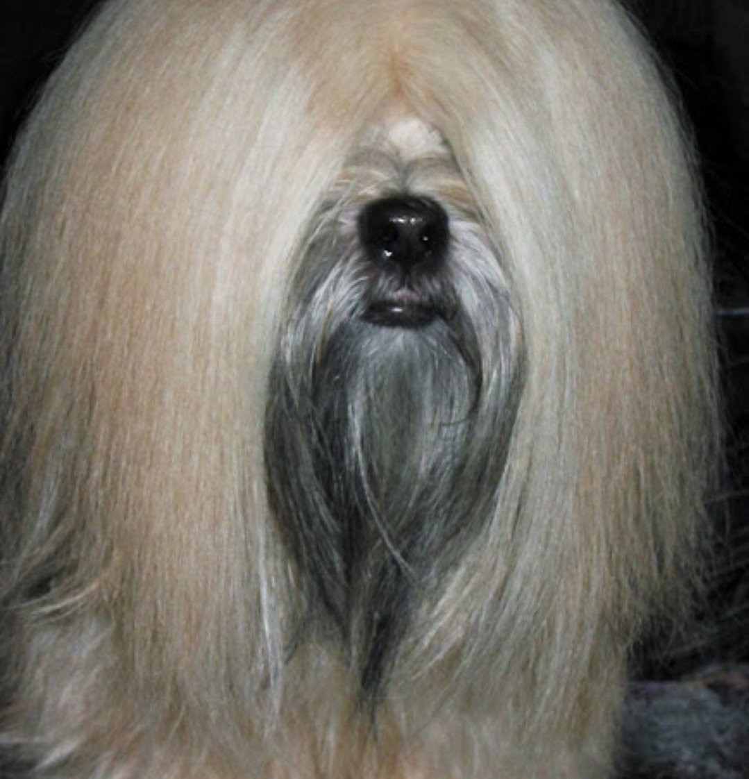 Лхаса Апсо и тибетский мастиф