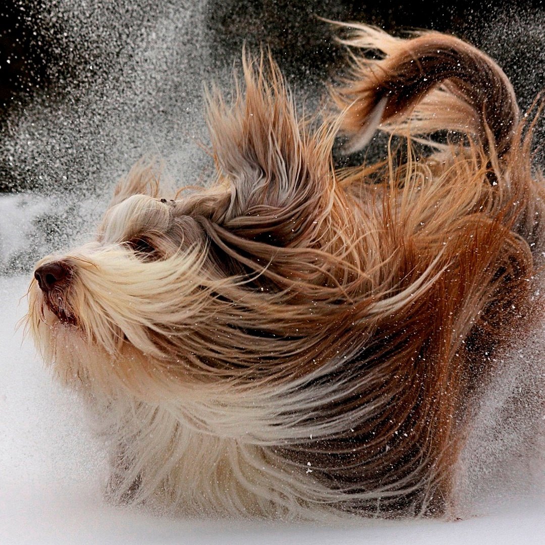 Йоркширский терьер с длинной шерстью