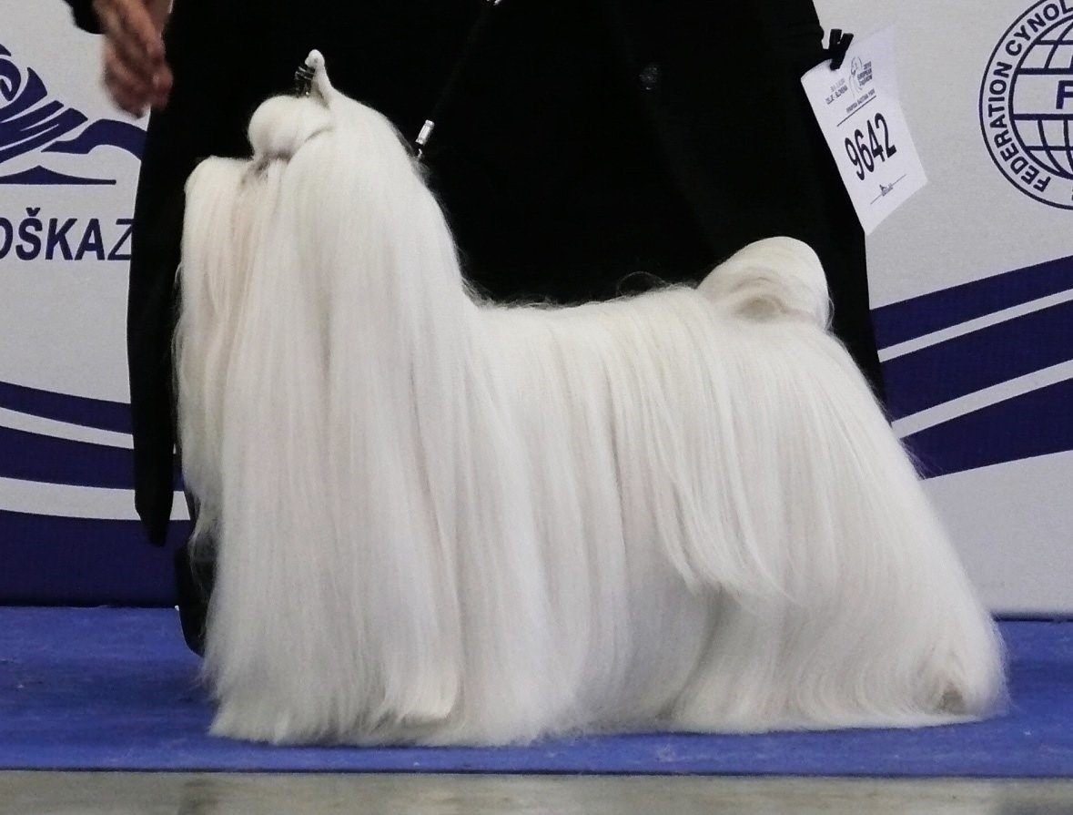 Шерсть Мальтийский Мальтийская болонка