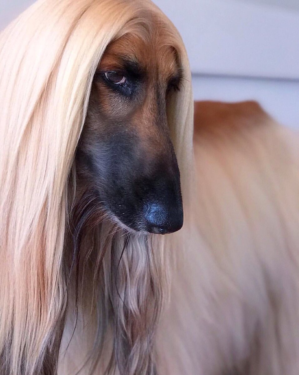 Кензо Афганская борзая