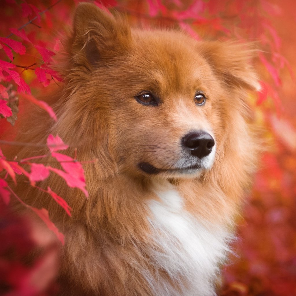 Собака евразиер рыжий