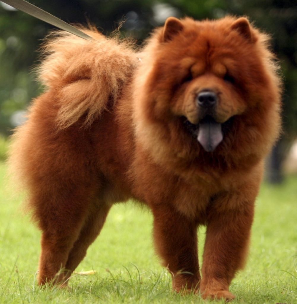 Чау-чау собака