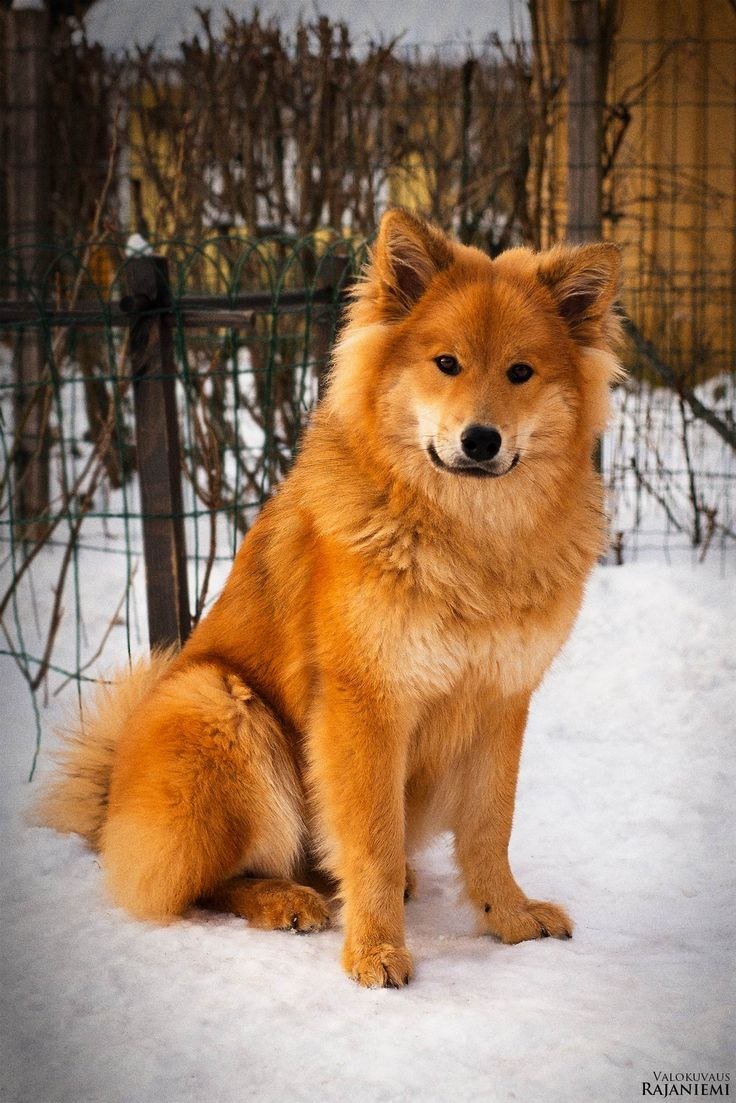 Шпиц евразиер