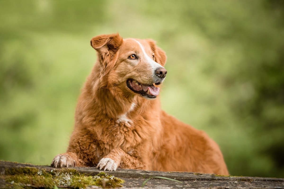 Новошотландский ретривер инди