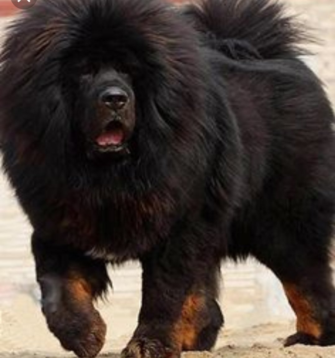 Собаки породы тибетский мастиф