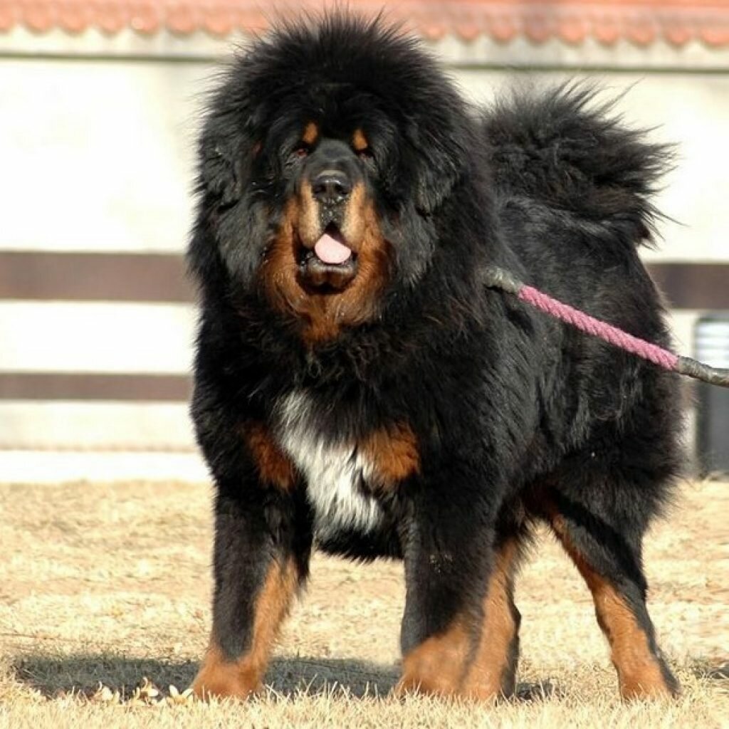 Бурятская овчарка банхар
