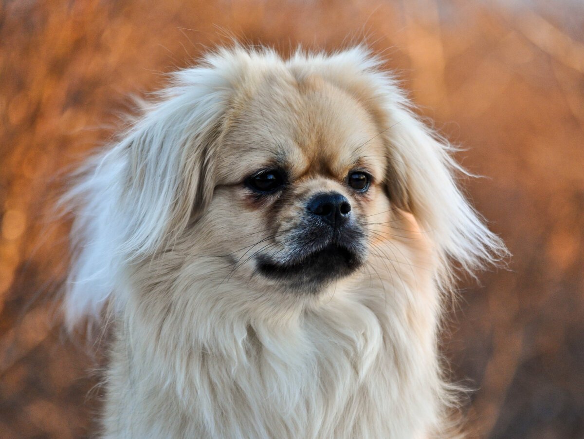 Тибетский спаниель черный