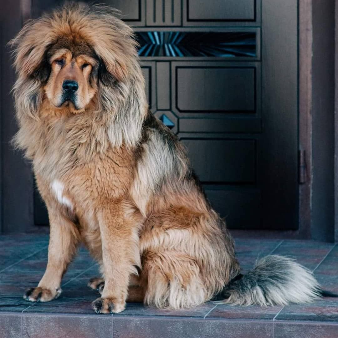 Тибетский мастиф злой