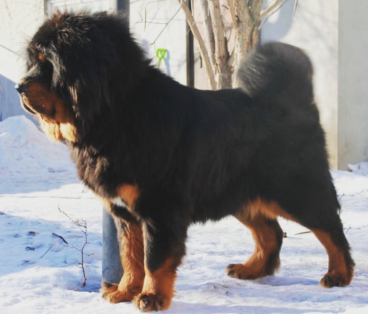 Тибетский мастиф черный