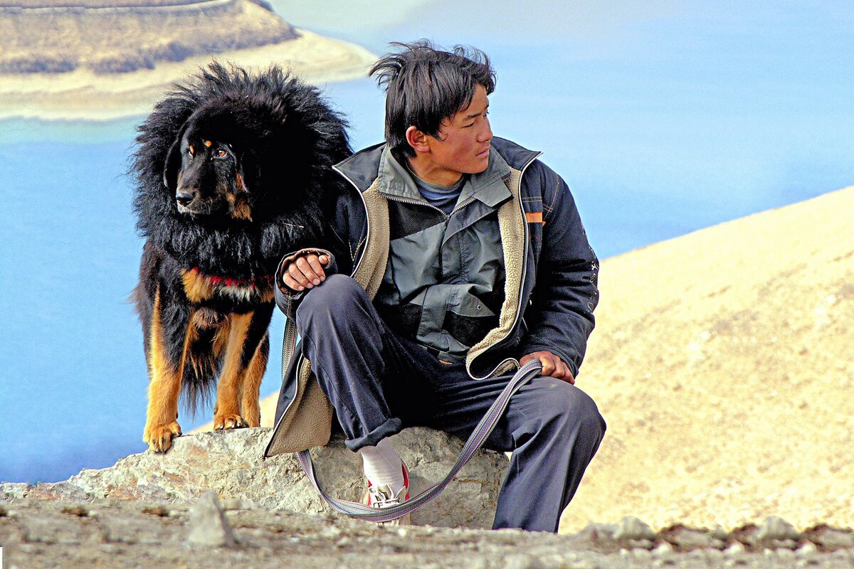 Тибетский мастиф