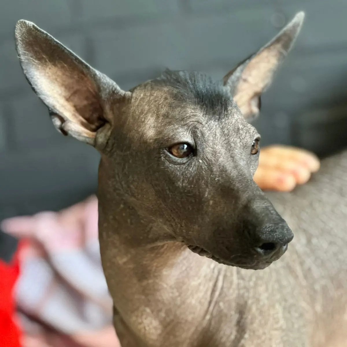 Лысая собака