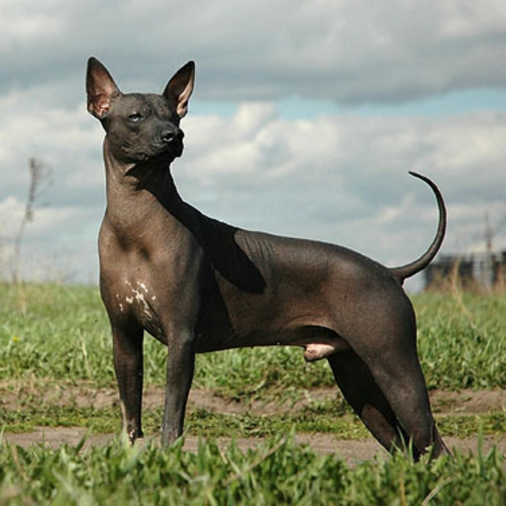 Порода Мексиканская ксолоитцкуинтли