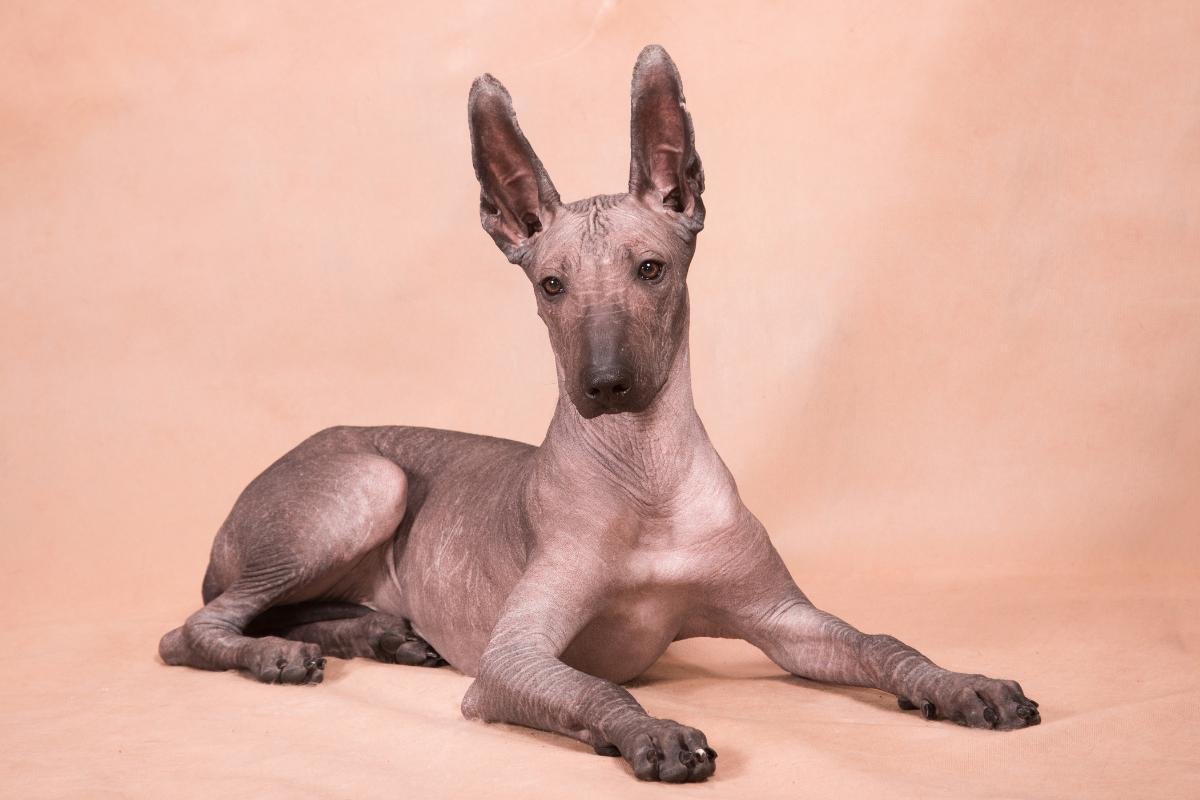 Лысая собака бежевая