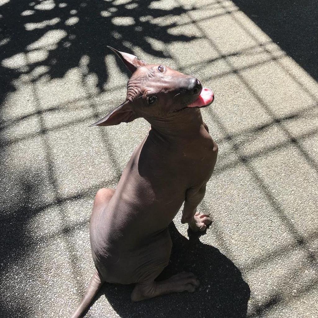 Лысая собака