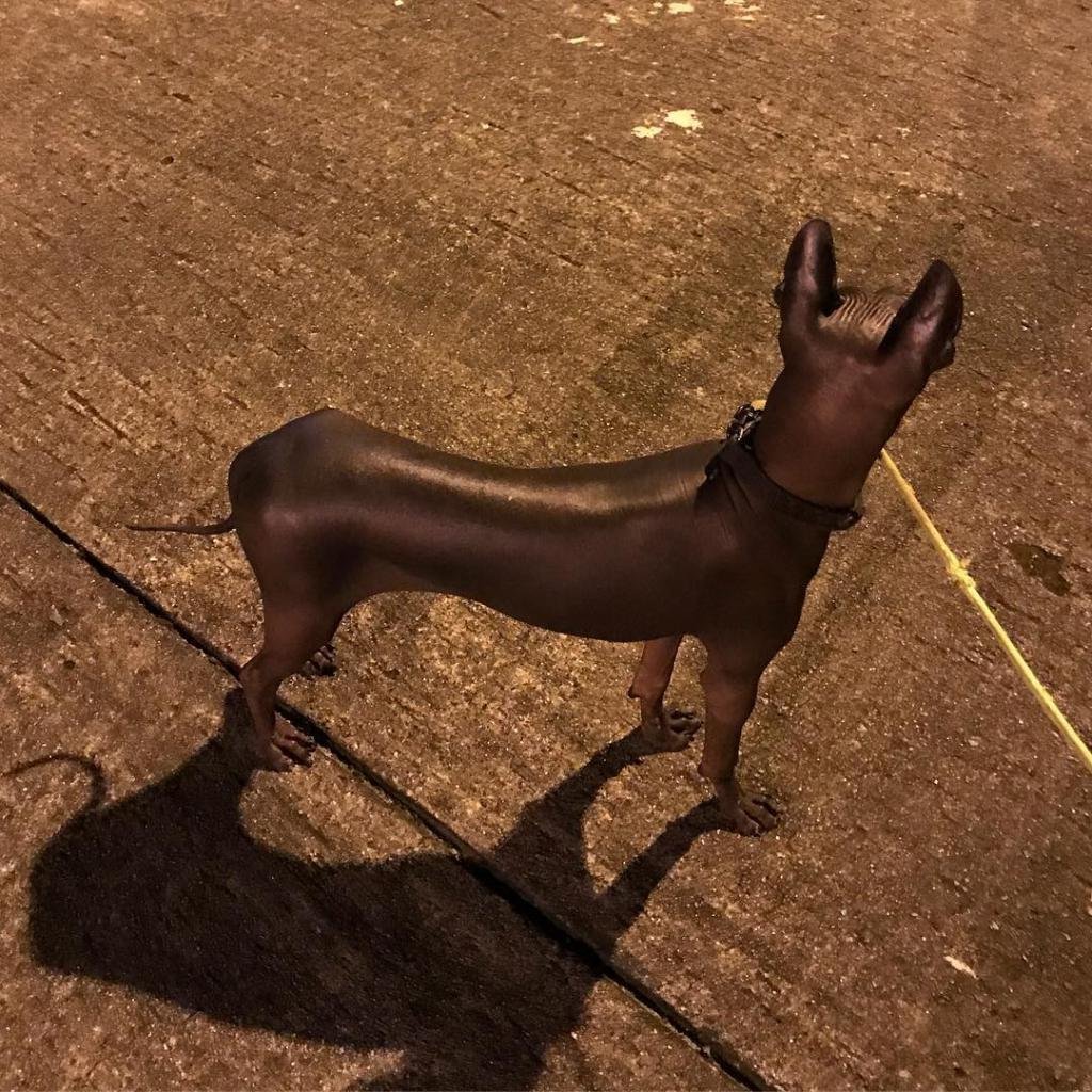 Собака Анубиса ксолоитцкуинтли