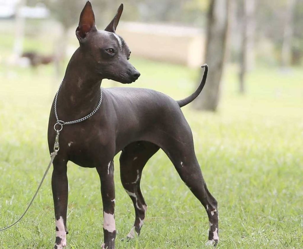 Ксолоитцкуинтли Анубис