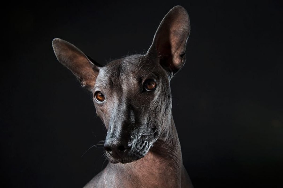 Порода собак Египетский ксолоитцкуинтли