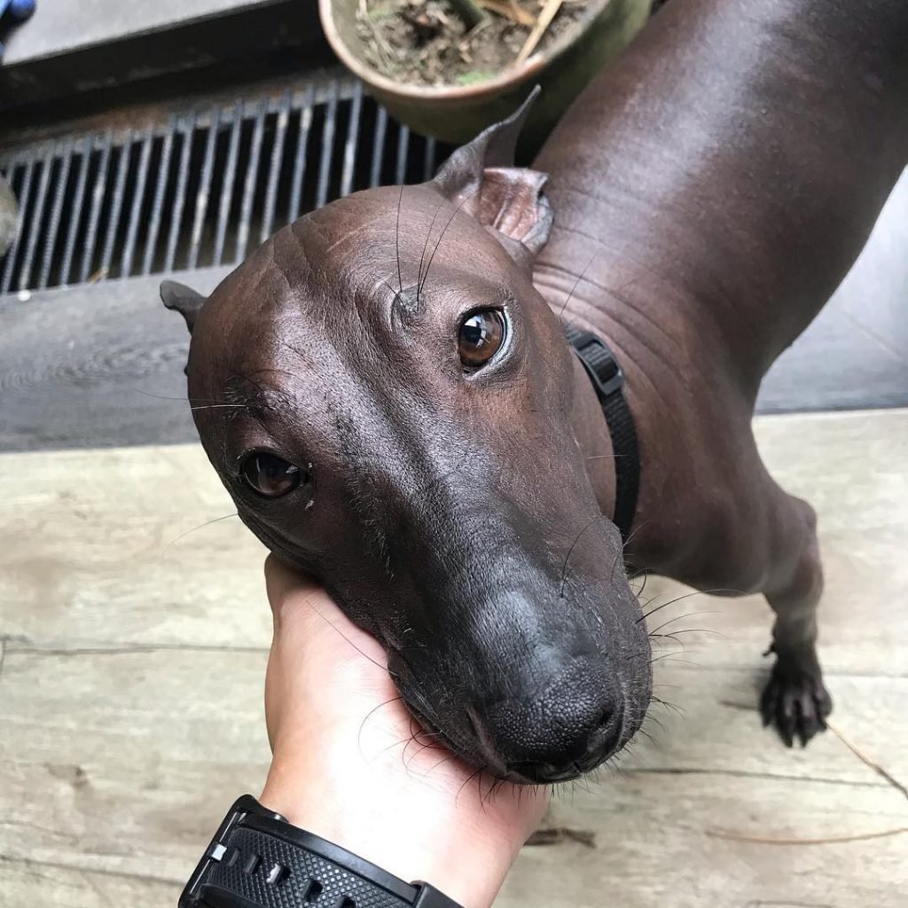 Ксолоитцкуинтли Пайпер