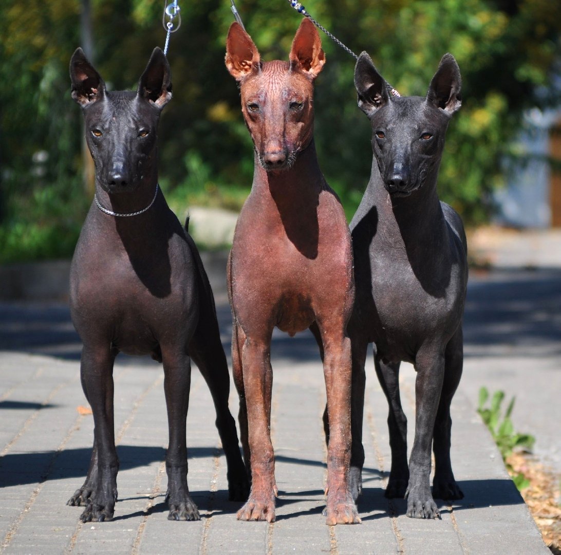 Мексиканский ксоло собака