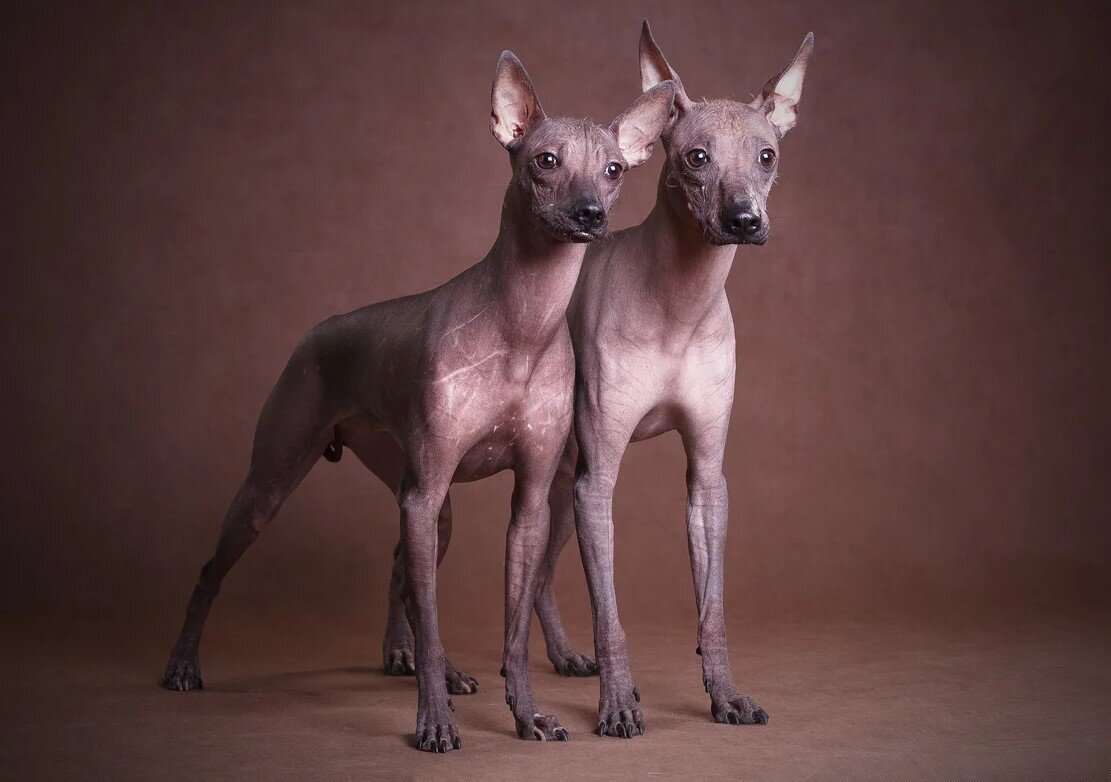 Собака сфинкс ксолоитцкуинтли