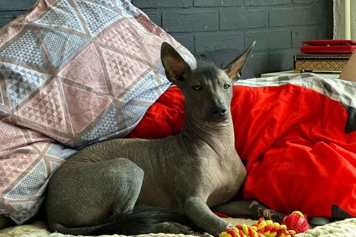 Собаки необычных пород