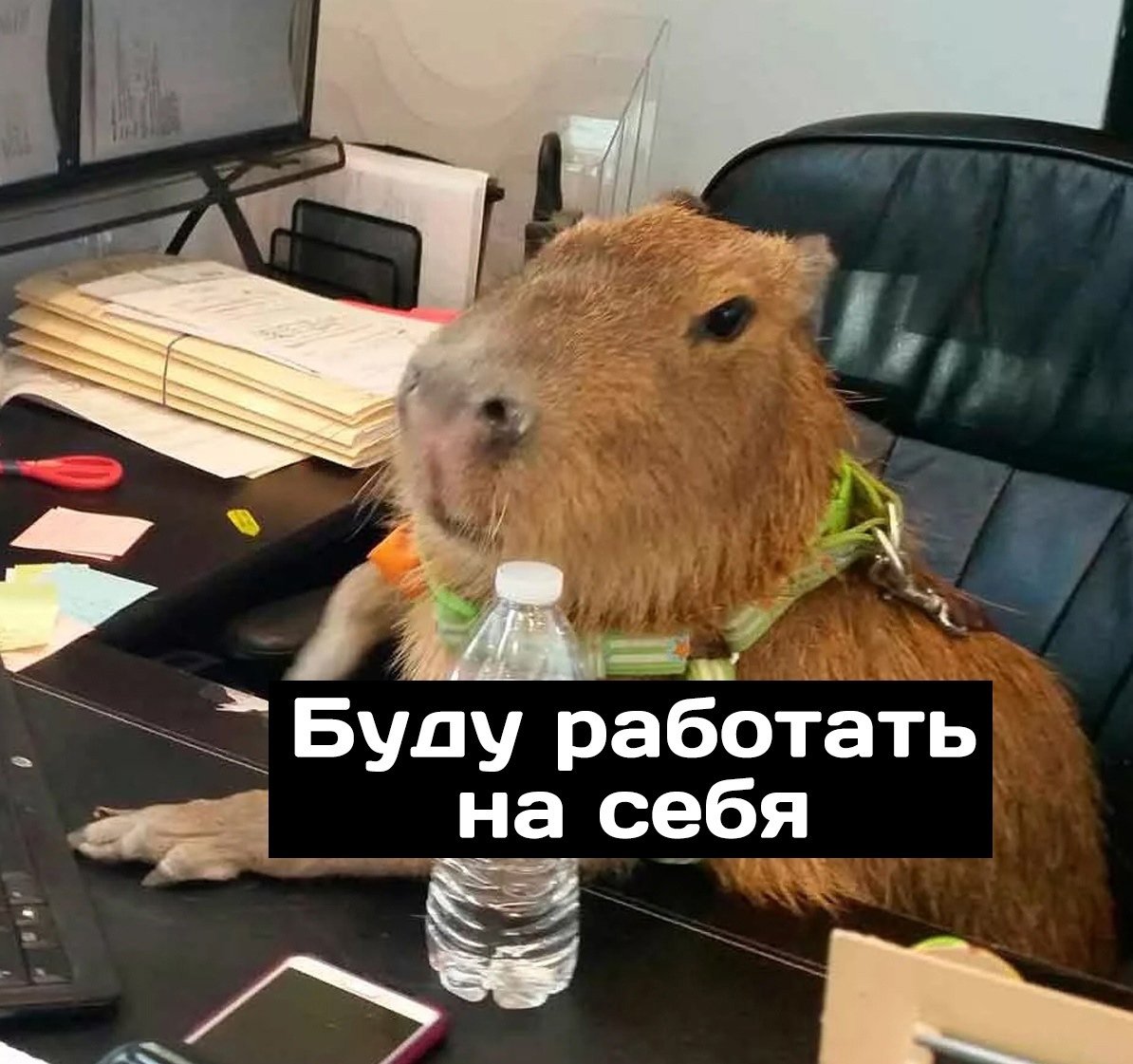 Космическая капибара