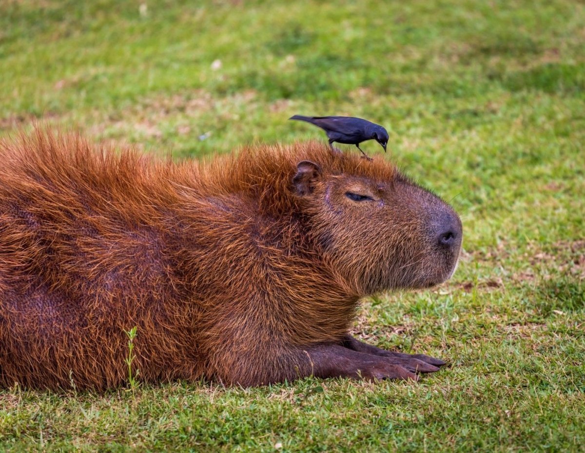 Капибара и крыса