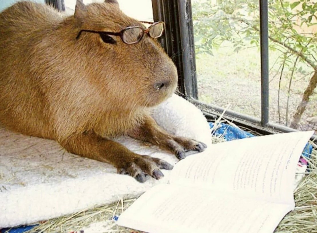 Капибара и морская Свинка