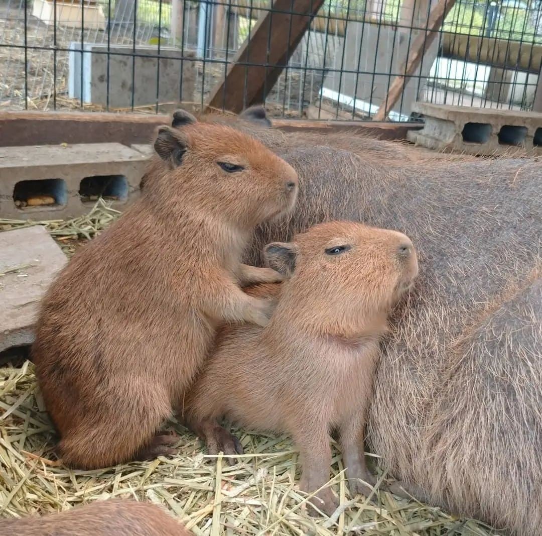 Большая морская Свинка капибара
