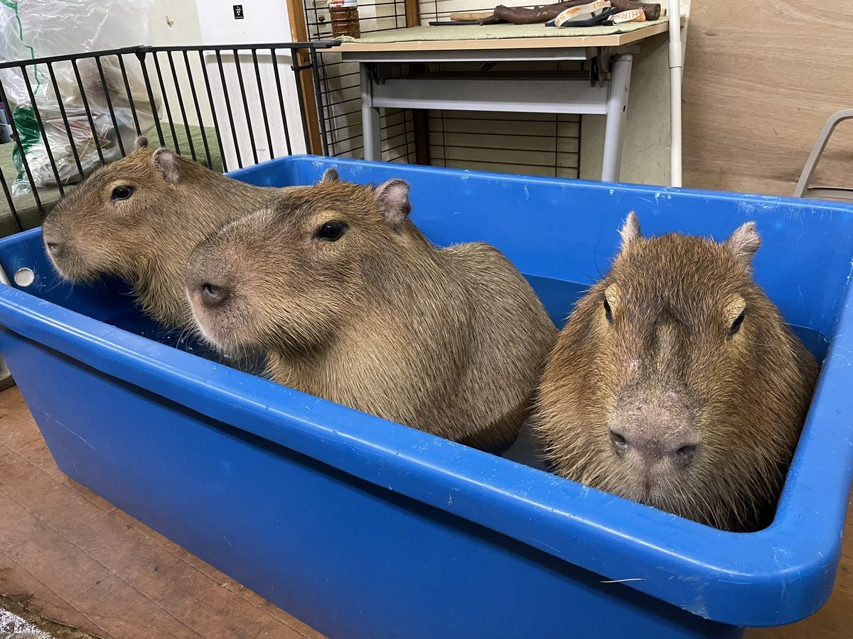 Капибара обитание