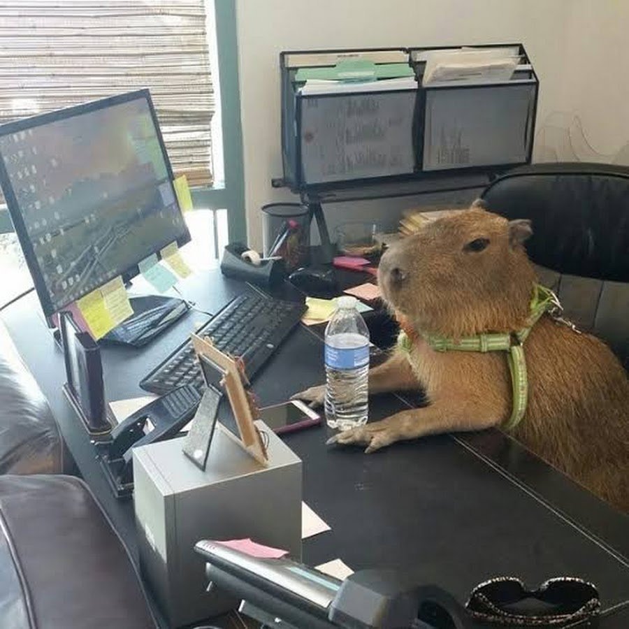 Капибара за компьютеро