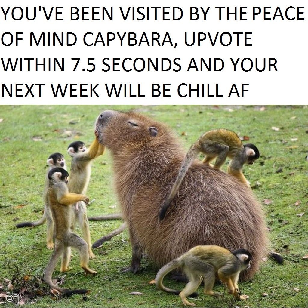 Капибара интересные факты