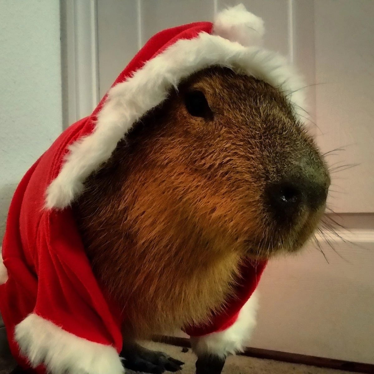 Новогодняя капибара