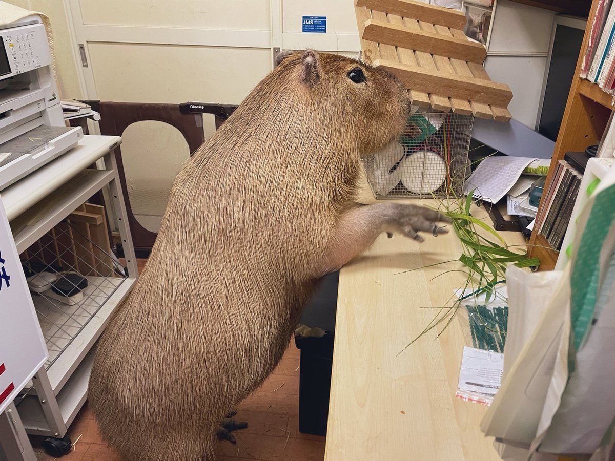 Капибара нейросеть midjorney