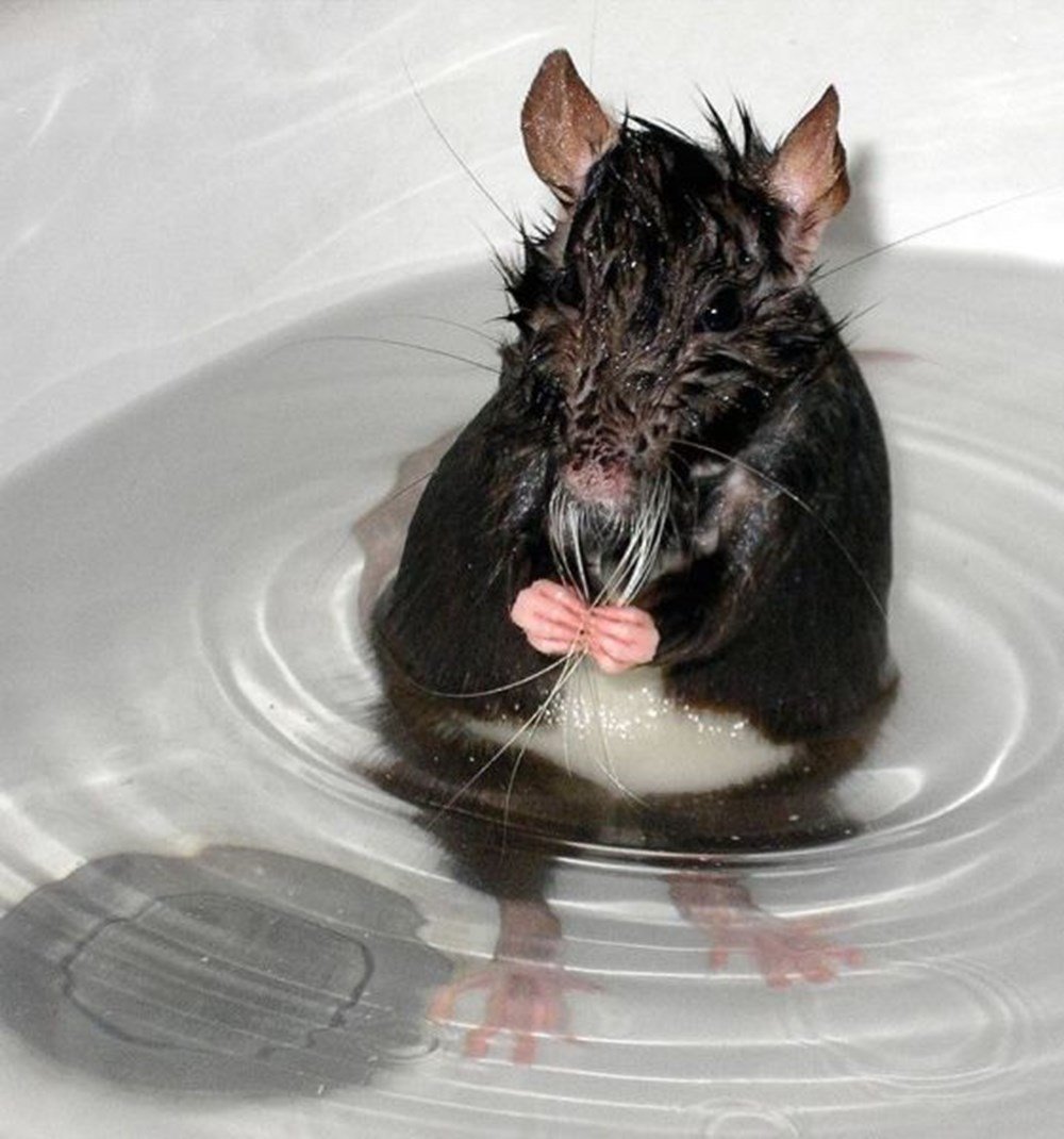 Мышь в ванне моется