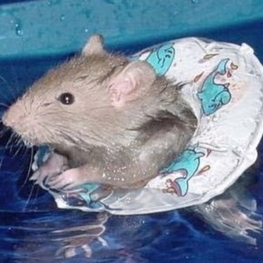 Мышь в воде