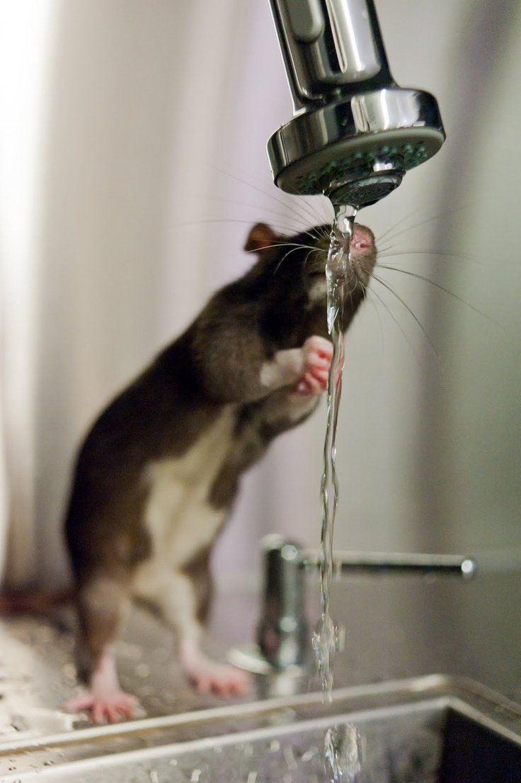 Крыса домашняя