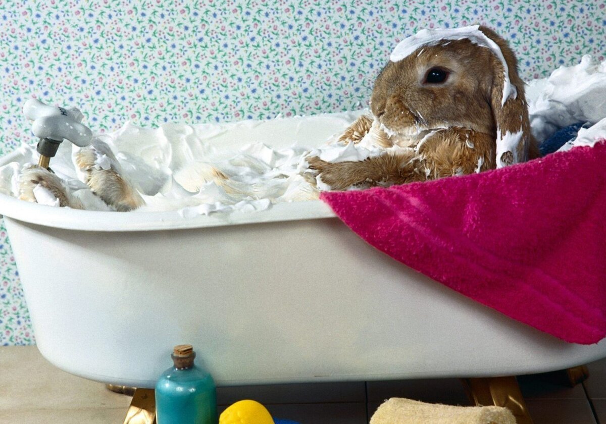 Кролик купается в ванной