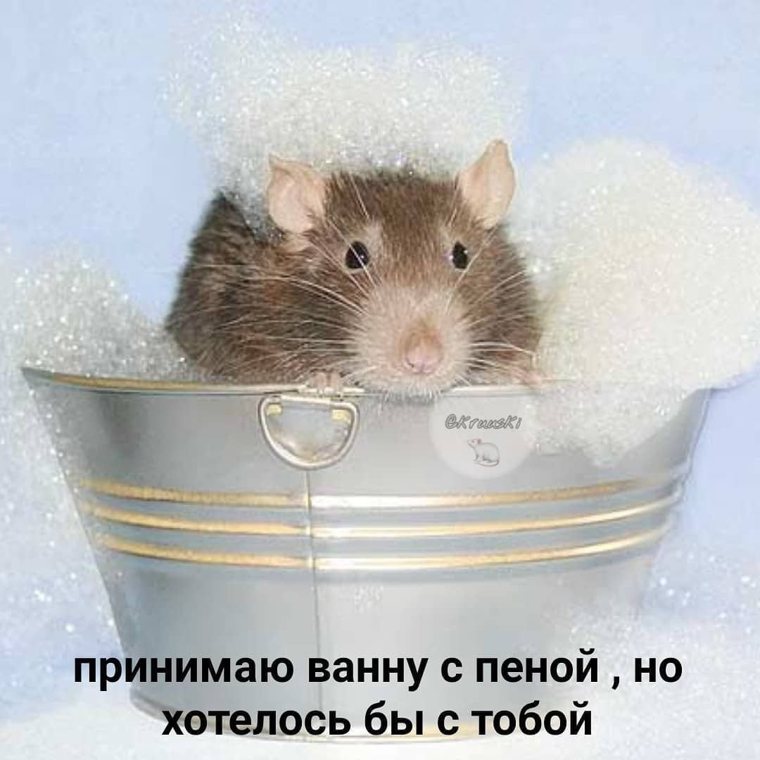 Мокрая мышка