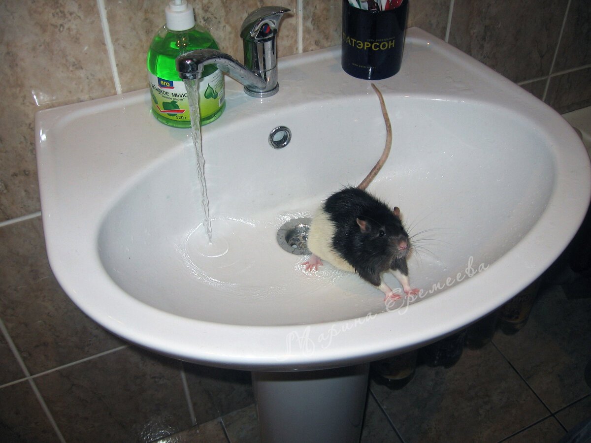 Мышка купается