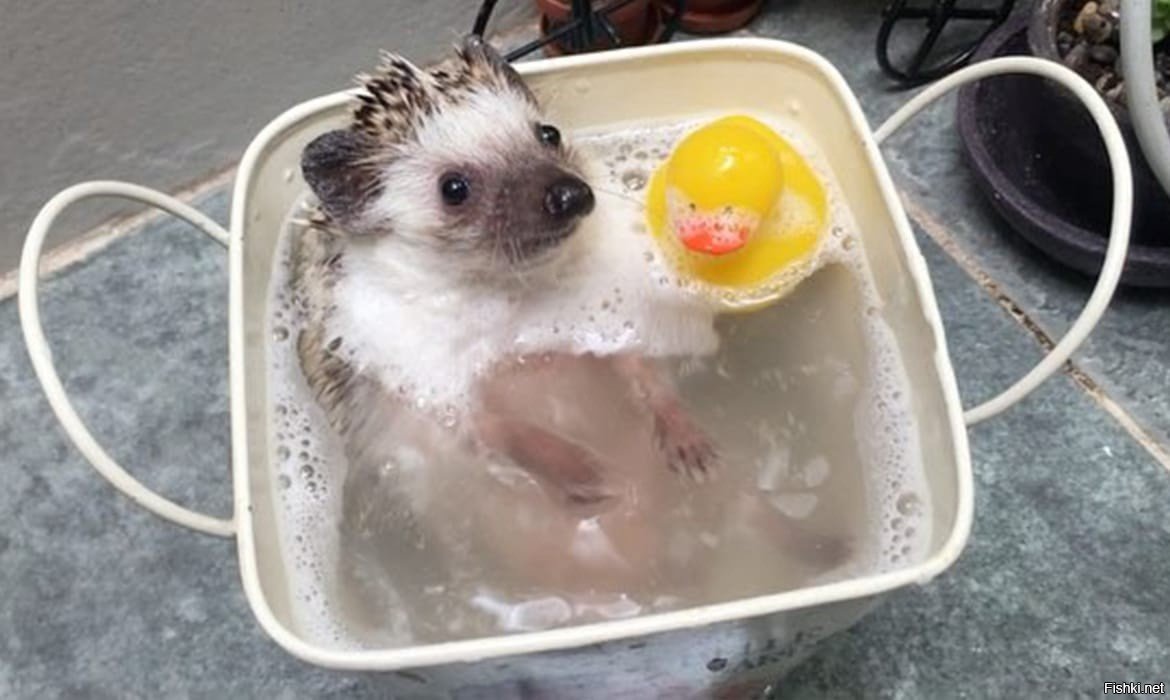 Ежик купается