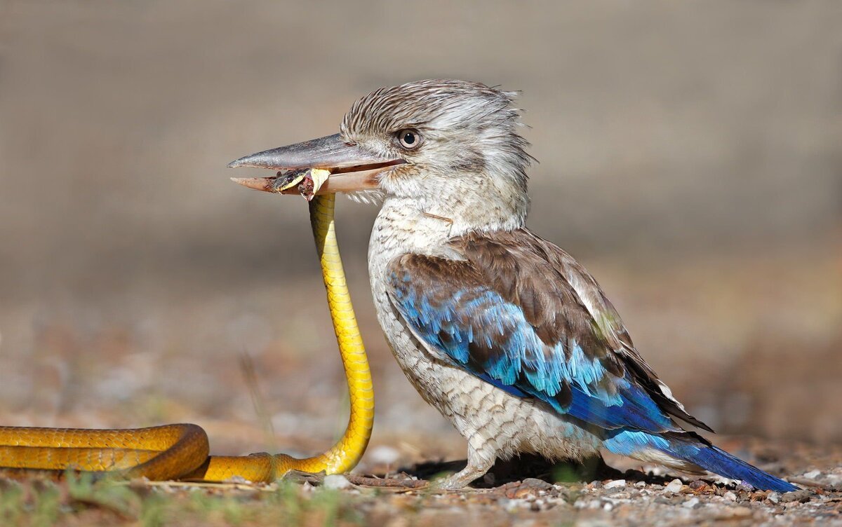 Австралийская смеющаяся Кукабарра