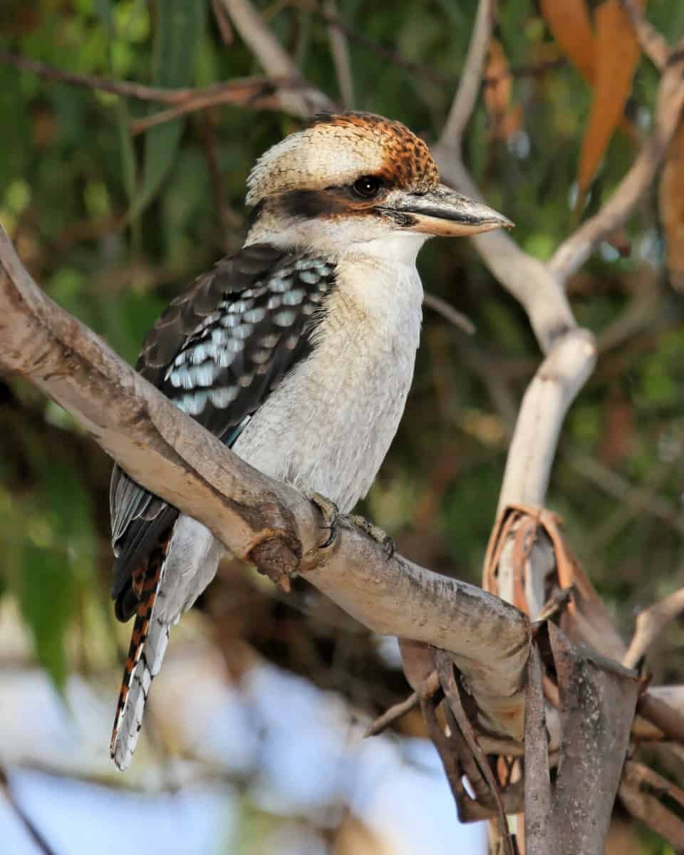 Кукабарра птенец