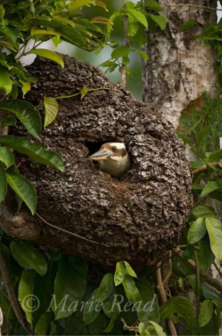 Кукабарры гнездо